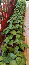 piante di scorpion Red