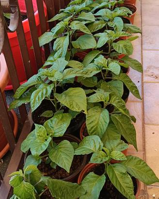 piante di scorpion Red
