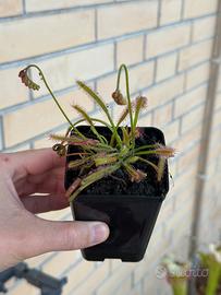 Drosera capensis pianta carnivora