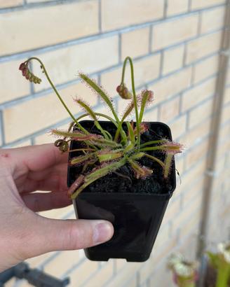 Drosera capensis pianta carnivora