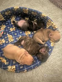 Cuccioli Bulldog Francese