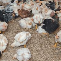 Barrata Grigio Pesante Amrock