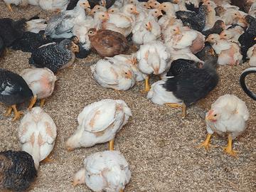 Barrata Grigio Pesante Amrock