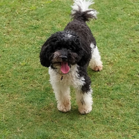 Barboncino nano disponibile per monta