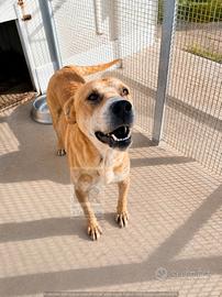 Cagnolino di due anni in adozione gratuita