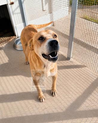 Cagnolino di due anni in adozione gratuita
