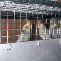 Calopsite da un anno di vita