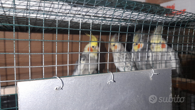 Calopsite da un anno di vita