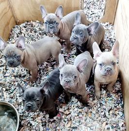 Bouledogue francese cuccioli bulldog