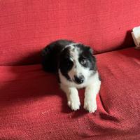 Cucciolo maschio Border collie