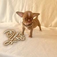 Chihuahua maschio con pedigree enci