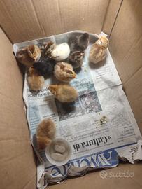 Galline, polli