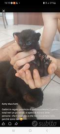 Gattini neri