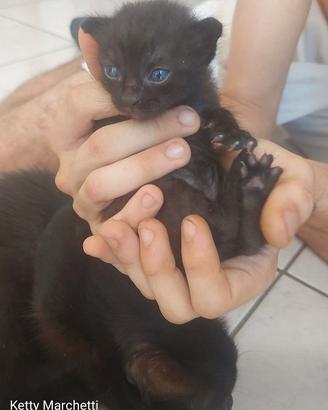 Gattini neri