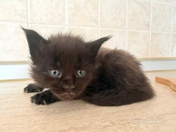 Dolcissime Maine coon con pedigree