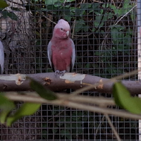 Cacatua Roseicapilla