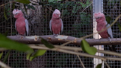 Cacatua Roseicapilla