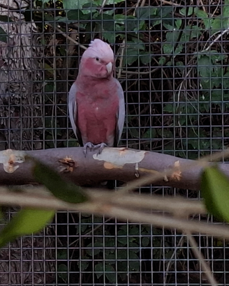 Cacatua Roseicapilla