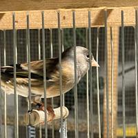 Incardellato /ibrido