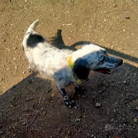 Setter inglese