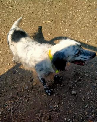 Setter inglese