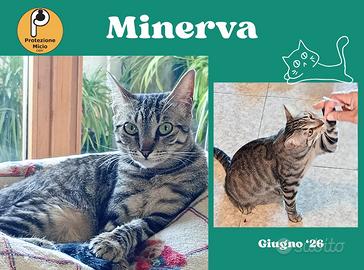 Minerva al secondo tentativo1 anno, buona come il