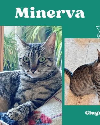 Minerva al secondo tentativo1 anno, buona come il