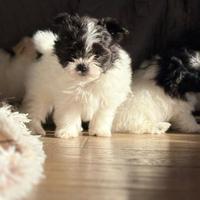 Dolcissimi Cuccioli di Maltipoo Disponibili