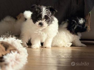 Dolcissimi Cuccioli di Maltipoo Disponibili