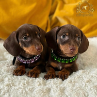 Dolcissimi bassotti Kaninchen Choco tan