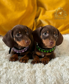 Dolcissimi bassotti Kaninchen Choco tan