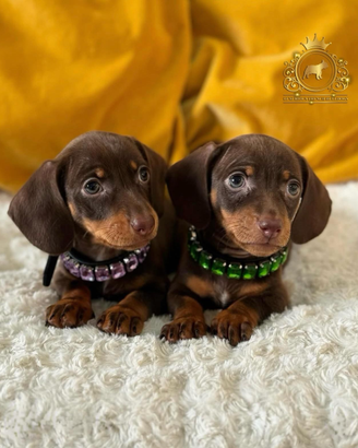 Dolcissimi bassotti Kaninchen Choco tan