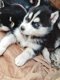 Siberian Husky