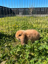 Cuccioli di coniglio Ariete nano