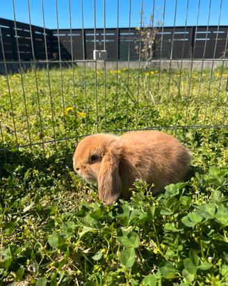 Cuccioli di coniglio Ariete nano