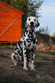 Pedigree dalmata femmina