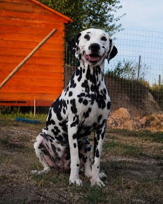 Pedigree dalmata femmina