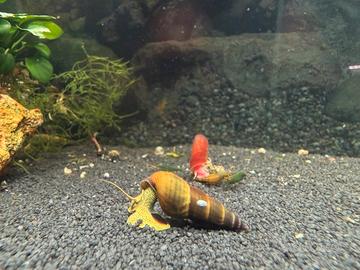 Tylomelania Yellow rabbit .acquario lumaca