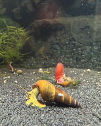 Tylomelania Yellow rabbit .acquario lumaca
