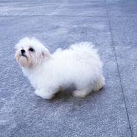 Cucciola Maltese