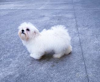 Cucciola Maltese