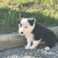 Border collie