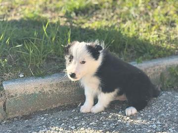 Border collie