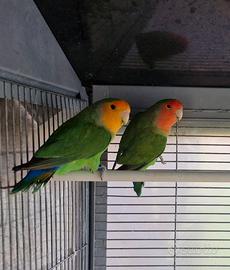 Inseparabili Roseicollis Piumalunga Faccia Arancio