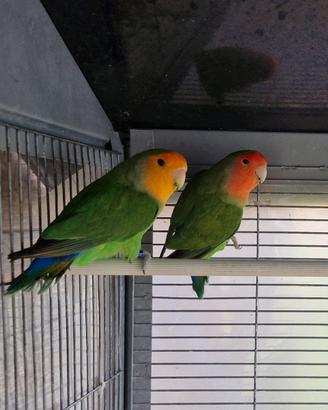 Inseparabili Roseicollis Piumalunga Faccia Arancio