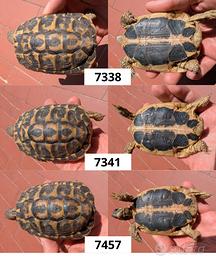 Tartarughe Testudo hermanni hermanni
