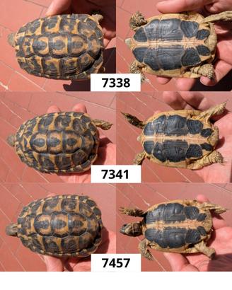 Tartarughe Testudo hermanni hermanni