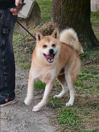 Akita inu