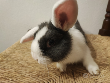 Conigli ariete incrocio coniglio nano