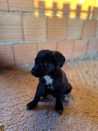 Cane corso cucciolo